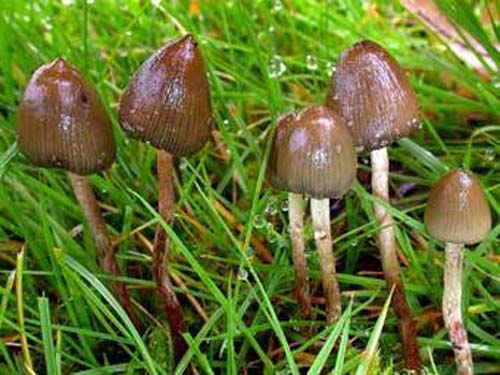  грибы шапеньены разные виды грибов в лесу грибы