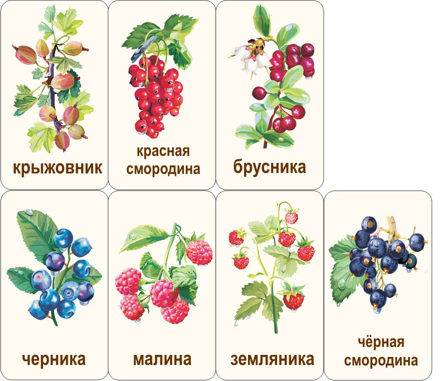  карточки ягода малина клюква еживика