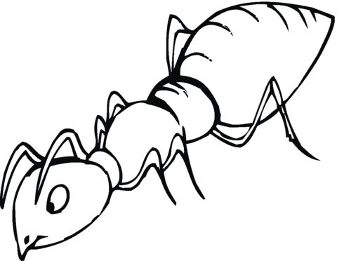  Раскраски мпуравьи муравей 