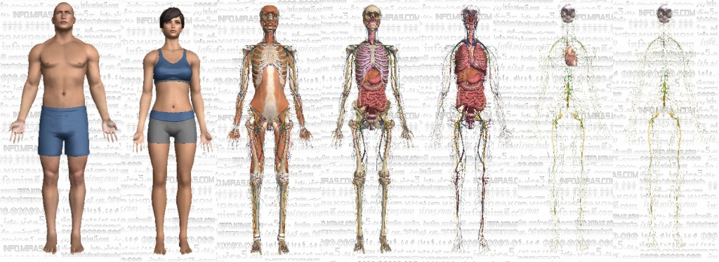 анатомия человека пособие органы   анатомия человека пособие органы 