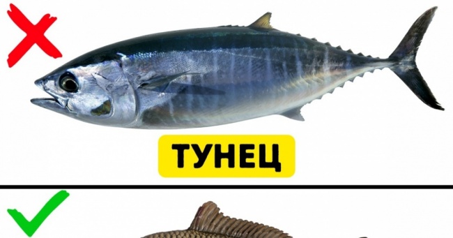  картинки рыб  рыбы 