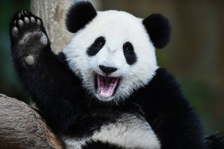  пособие биология животные панда