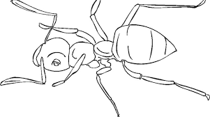  Раскраски мпуравьи муравей 