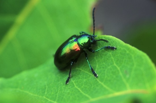Насекомые биология бабочки муравьи божие коровки  Насекомые биология 