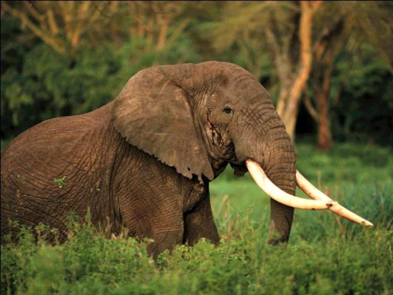  пособие биология животные слон
