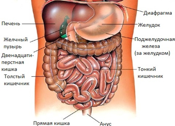 анатомия человека пособие органы   анатомия человека пособие органы 