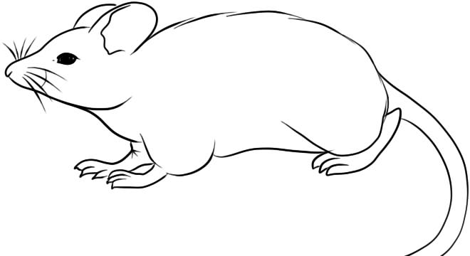 Раскраски Крыса | Рисунки животных, Раскраски, Животные