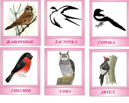 карточка диких птиц   карточка диких птиц 