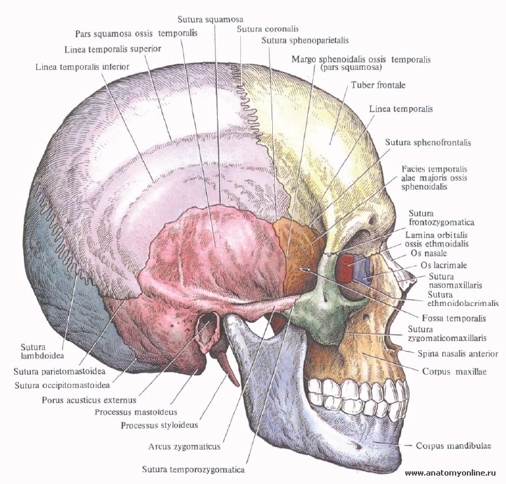  анатомия человека пособие органы мозг