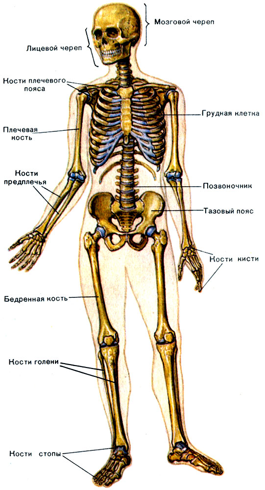  анатомия человека пособие органы 