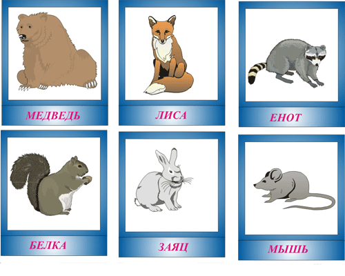  карточки диких животных