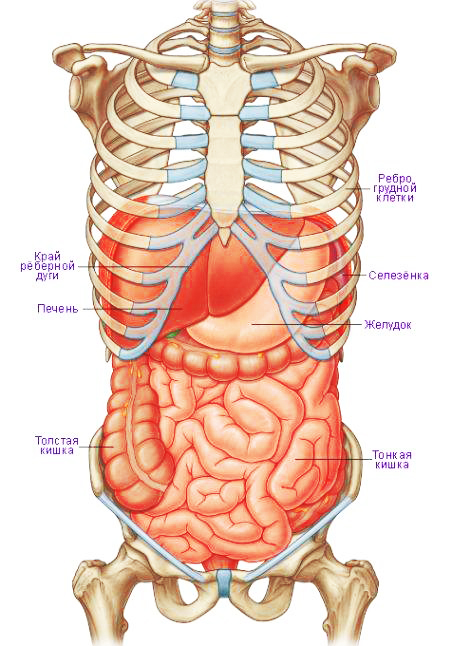  анатомия человека пособие органы 