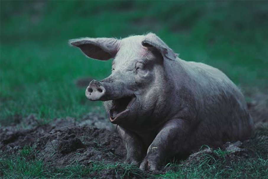  пособие биология животные свинья
