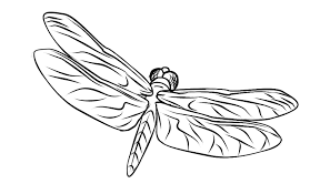  Раскраски для детей стрекоза стрекоз