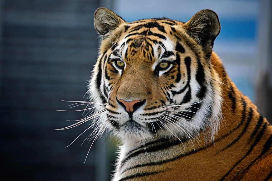  пособие биология животные тигр