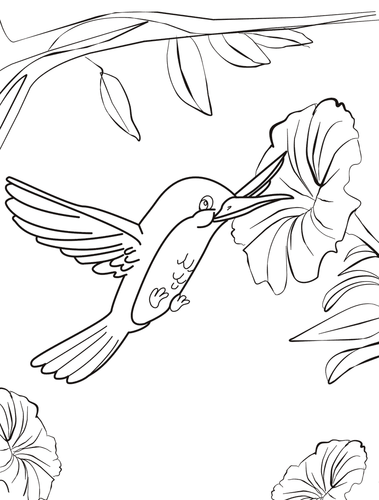  раскраски с колибри для детей             раскраски с колибри на тему окружающий мир для мальчиков и девочек.  раскраски с кколибри для детей и взрослых 