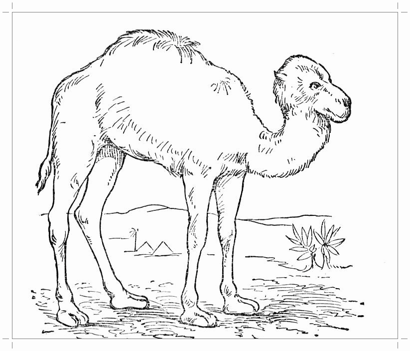 Раскраски детские окружающий мир. Раскраски для детей с верблюдом.  Скачать бесплатные раскраски для детей. Раскраски детские окружающий мир. Раскраски для детей с верблюдом. Раскраски для детей скачать. Бесплатные детские раскраски.