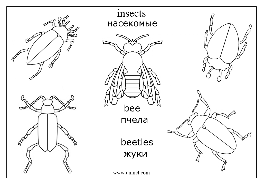  раскраски на тему жук для детей            раскраски с жуками на тему окружающий мир для мальчиков и девочек.  раскраски с жуками для детей                              