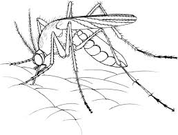  раскраски с комарами на тему окружающий мир для мальчиков и девочек.  раскраски с комарами для детей и взрослых 