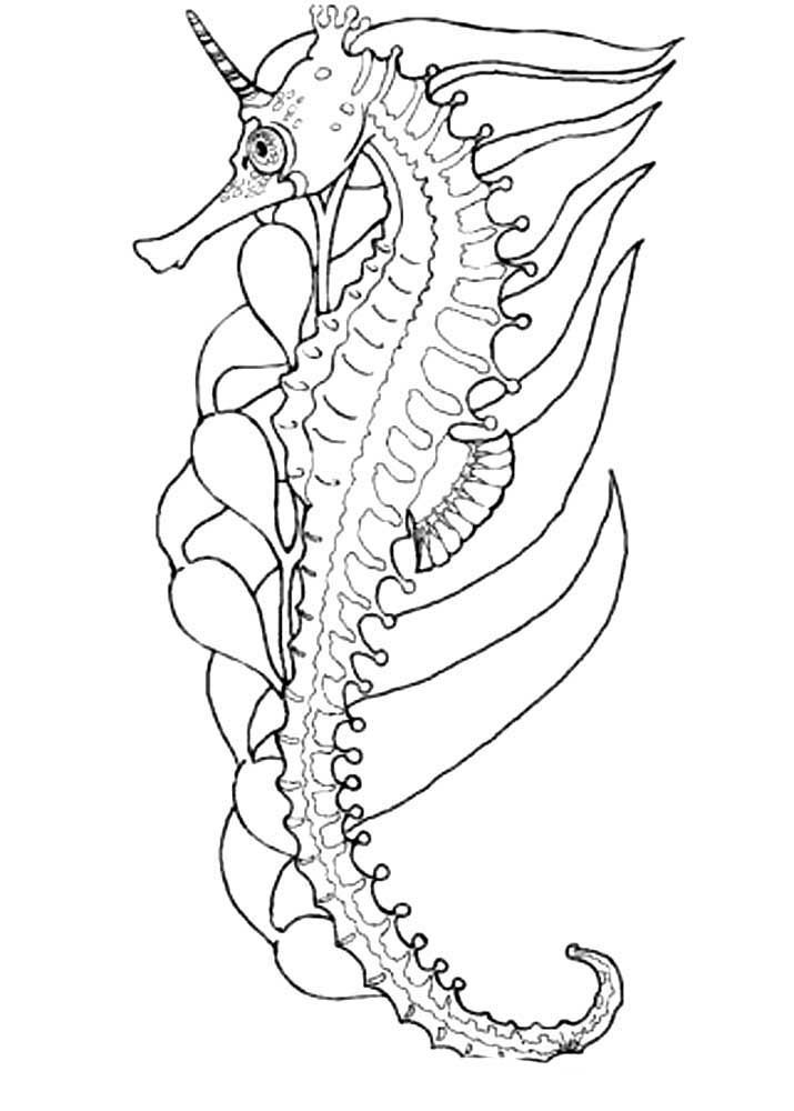 Раскраски на тему окружающий мир. Раскраски на тему морской конек. Раскраски на морскую тематику. Раскраски на тему окружающий мир. Раскраски на тему морской конек. Раскраски для детей с тематикой подводного мира. Раскраски с морским коньком. 