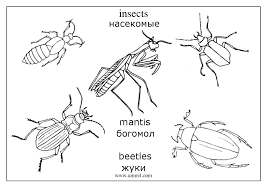  раскраски с жуками на тему окружающий мир для мальчиков и девочек.  раскраски с жуками для детей                              