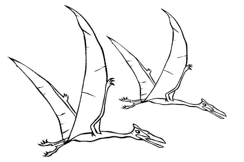 Раскраски с летающим динозавром птеродактилем Раскраски с динозаврами для девочек и мальчиков. Скачать и распечатать бесплатно. 