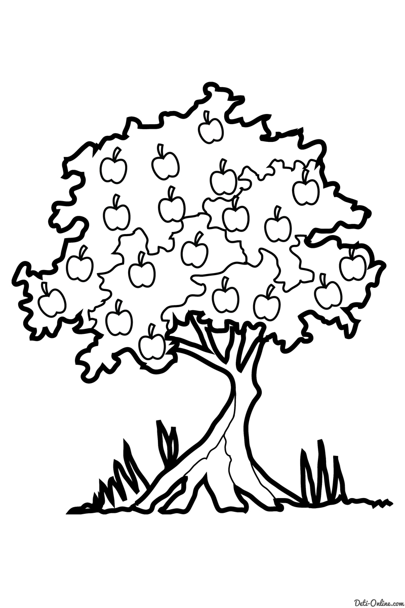 Дуб: дерево, листья, желуди