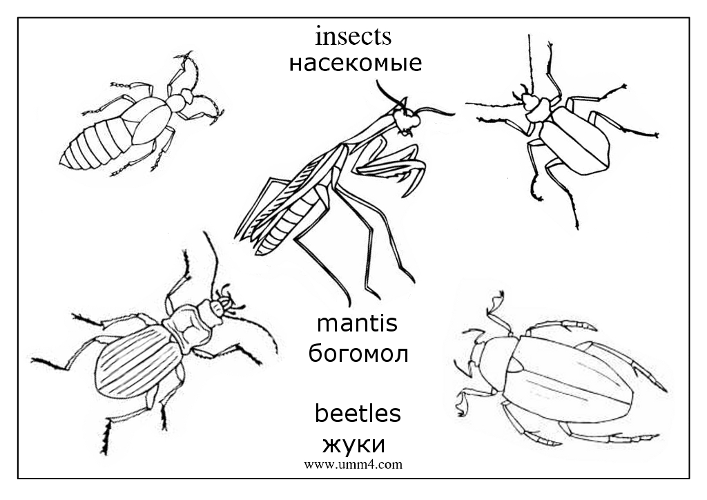 Жук. Раскраски для детей на тему жуки. Раскраски с жуками.   Жуки. Раскраски с жуками. Детские познавательные раскраски на тему жуки. Раскраски для детей с жуками, насекомыми. Скачать раскраски с жуками.                     