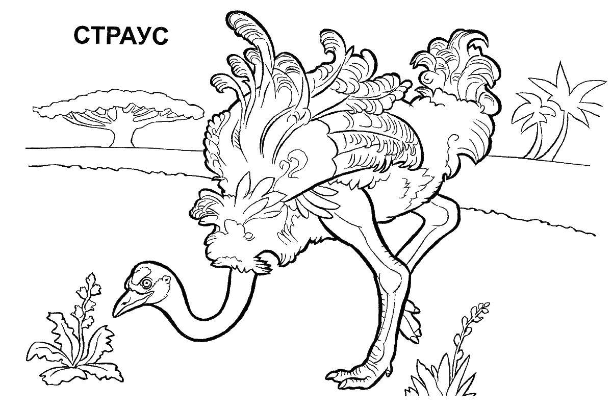  раскраски на тему страус для детей        раскраски со страусом на тему окружающий мир для мальчиков и девочек.  раскраски со страусом для детей          