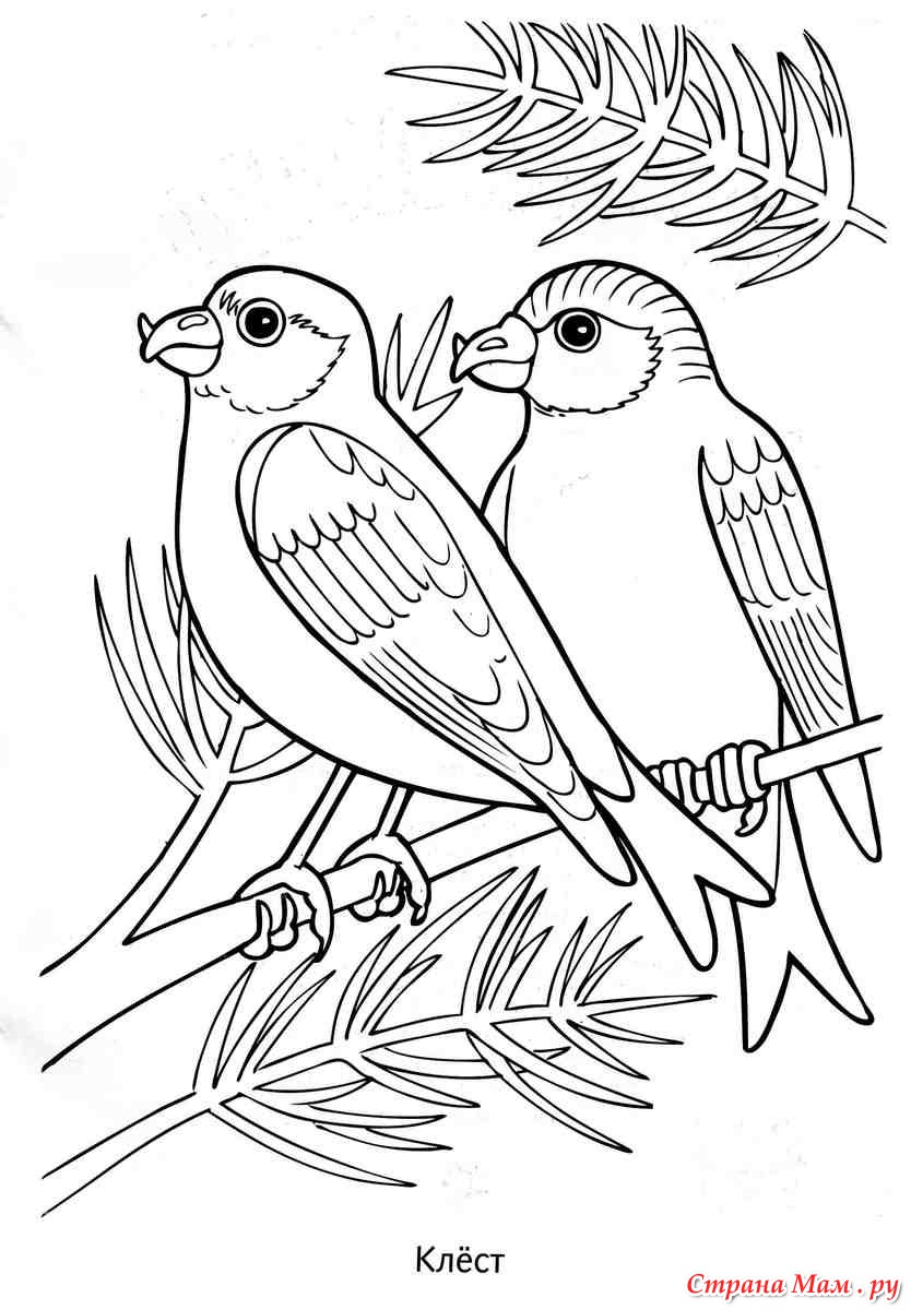  картинки с контурами птиц                 раскраски на тему контуры птиц для мальчиков и девочек.  раскраски с контурами птиц для детей и взрослых              
