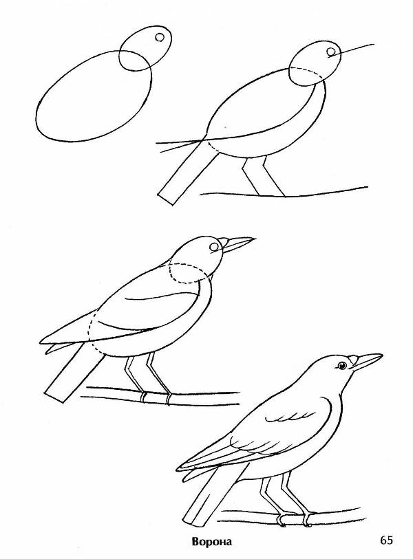  раскраски на тему контуры птиц для мальчиков и девочек.  раскраски с контурами птиц для детей и взрослых              