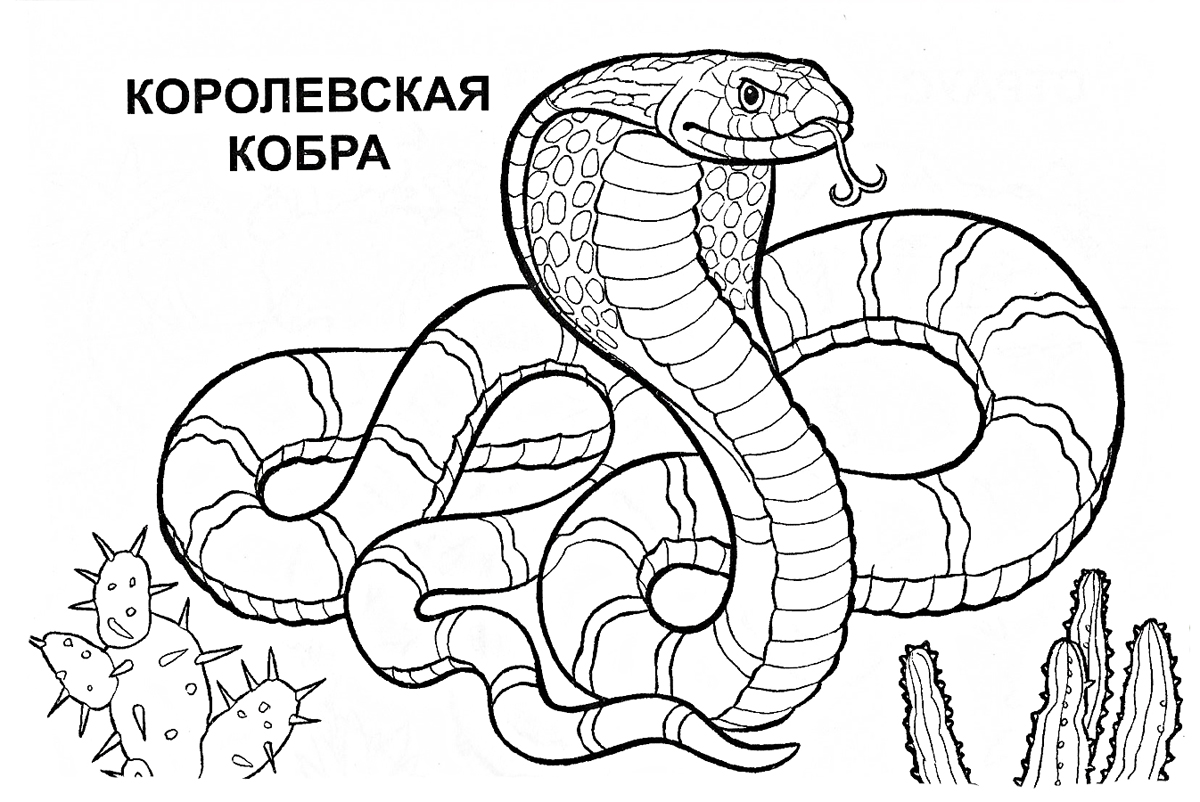 Раскраски детские окружающий мир. Раскраски для детей с дикими животными. Скачать бесплатные раскраски для детей.  Раскраски для детей с дикими животными. Раскраски для детей скачать. Бесплатные детские раскраски. Раскраски детские окружающий мир.