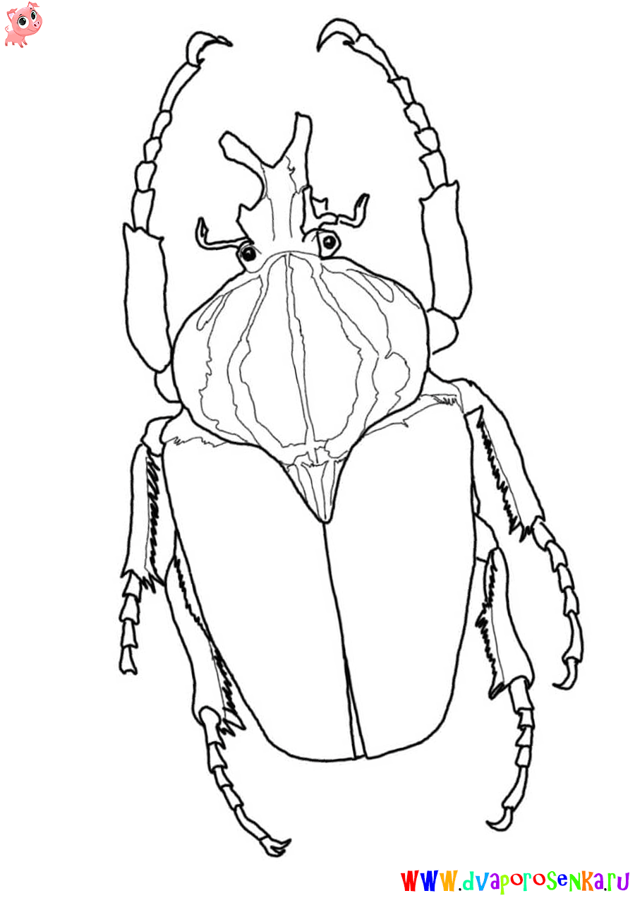 Жук. Раскраски для детей на тему жуки. Раскраски с жуками.   Жуки. Раскраски с жуками. Детские познавательные раскраски на тему жуки. Раскраски для детей с жуками, насекомыми. Скачать раскраски с жуками.                     