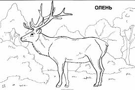 Раскраски детские окружающий мир. Раскраски для детей с дикими животными. Скачать бесплатные раскраски для детей.  Раскраски для детей с дикими животными. Раскраски для детей скачать. Бесплатные детские раскраски. Раскраски детские окружающий мир.