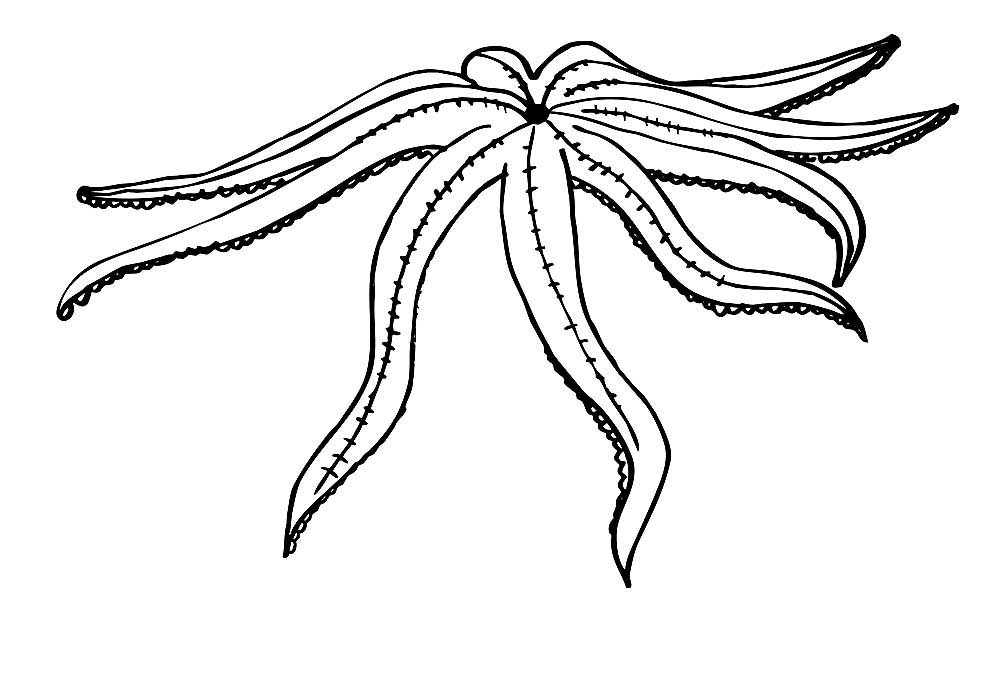  раскраски на тему морская звезда         раскраски с морскими звездами на тему окружающий мир для мальчиков и девочек.  раскраски с морскими звездами    