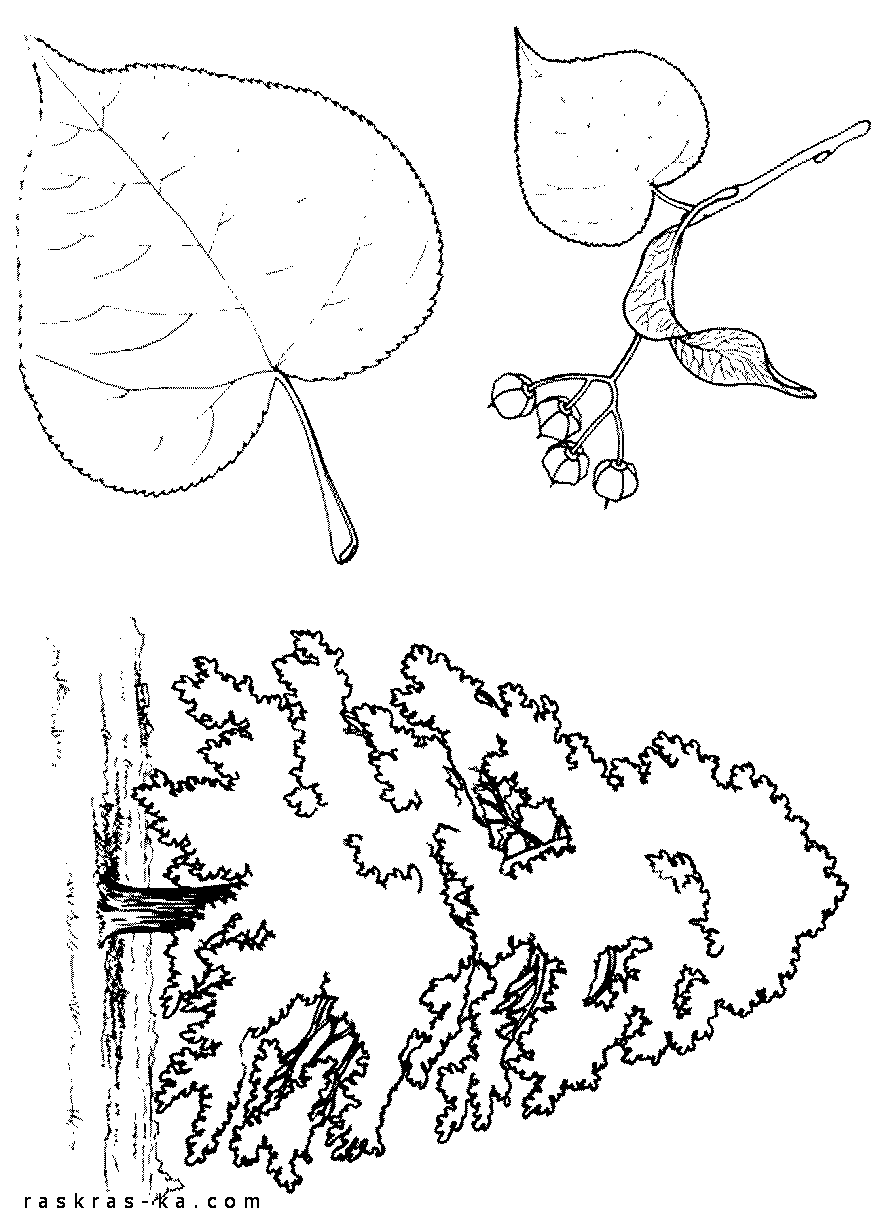 Рисунок детский липа дерево