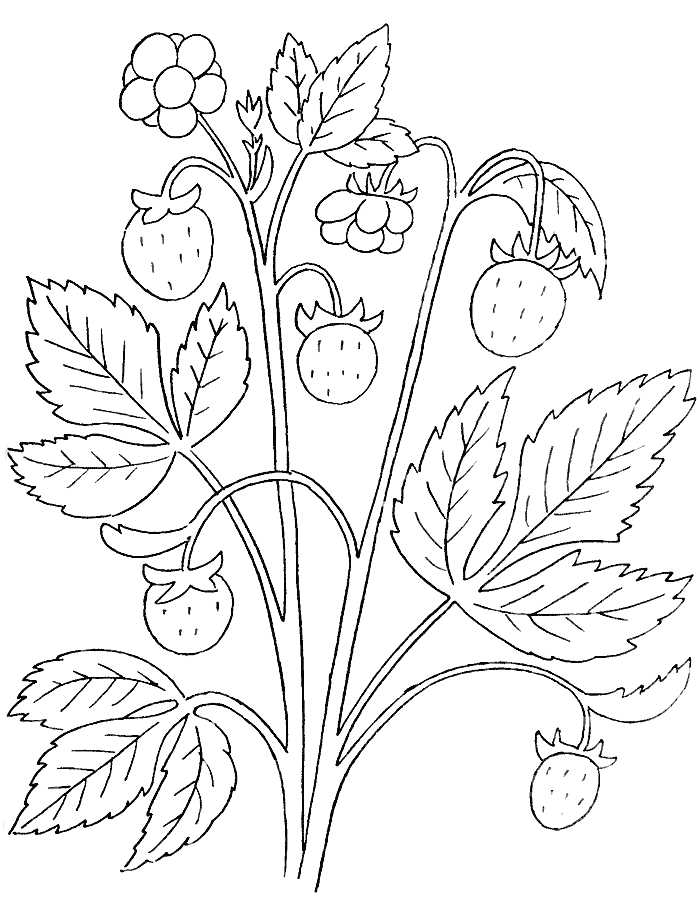  раскраски на тему рисуем растения   раскраски на тему рисуем растения для мальчиков и девочек. Познавательные раскраски с цветами и растениями для детей                        