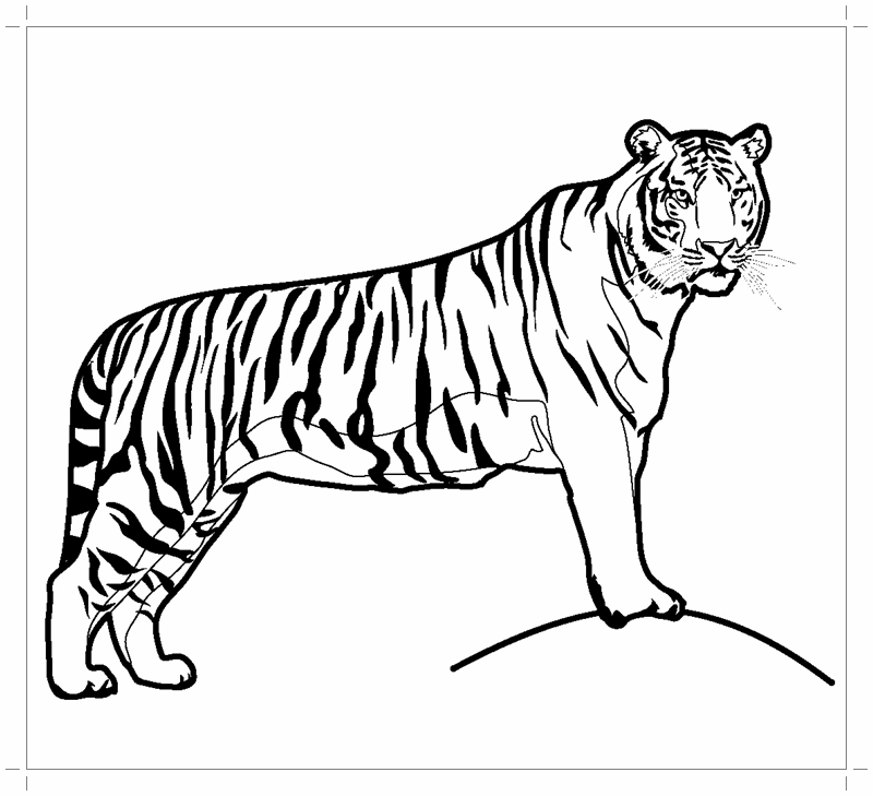 Тигр рисунок Изображения – скачать бесплатно на Freepik