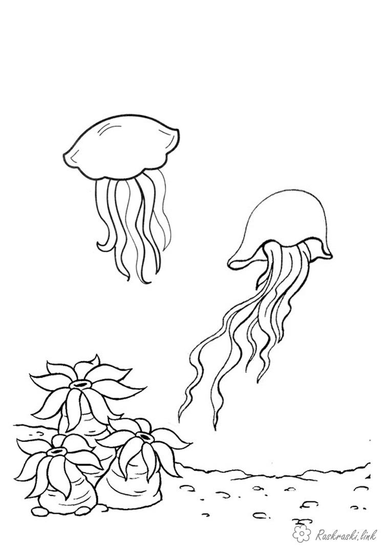 раскраски на тему медуза для детей       раскраски с медузой на тему окружающий мир для мальчиков и девочек. Познавательные и интересные раскраски с медузой для детей                      