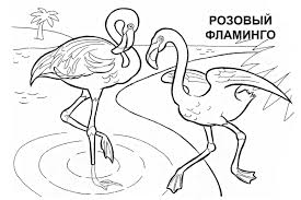  раскраски с фламинго для детей          раскраски с фламинго на тему окружающий мир для мальчиков и девочек.  раскраски с фламинго для детей            