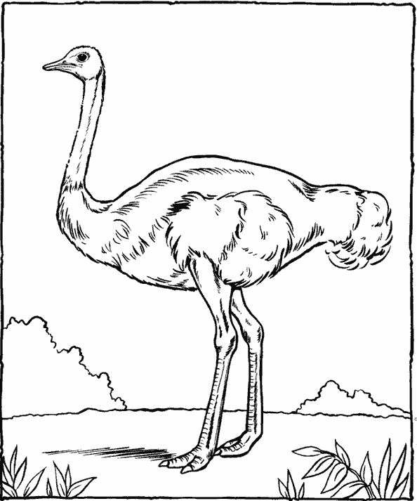  раскраски на тему страус для детей        раскраски со страусом на тему окружающий мир для мальчиков и девочек.  раскраски со страусом для детей          