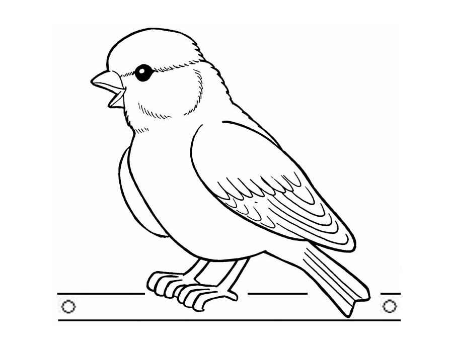 Птица воробей раскраска (40 фото)
