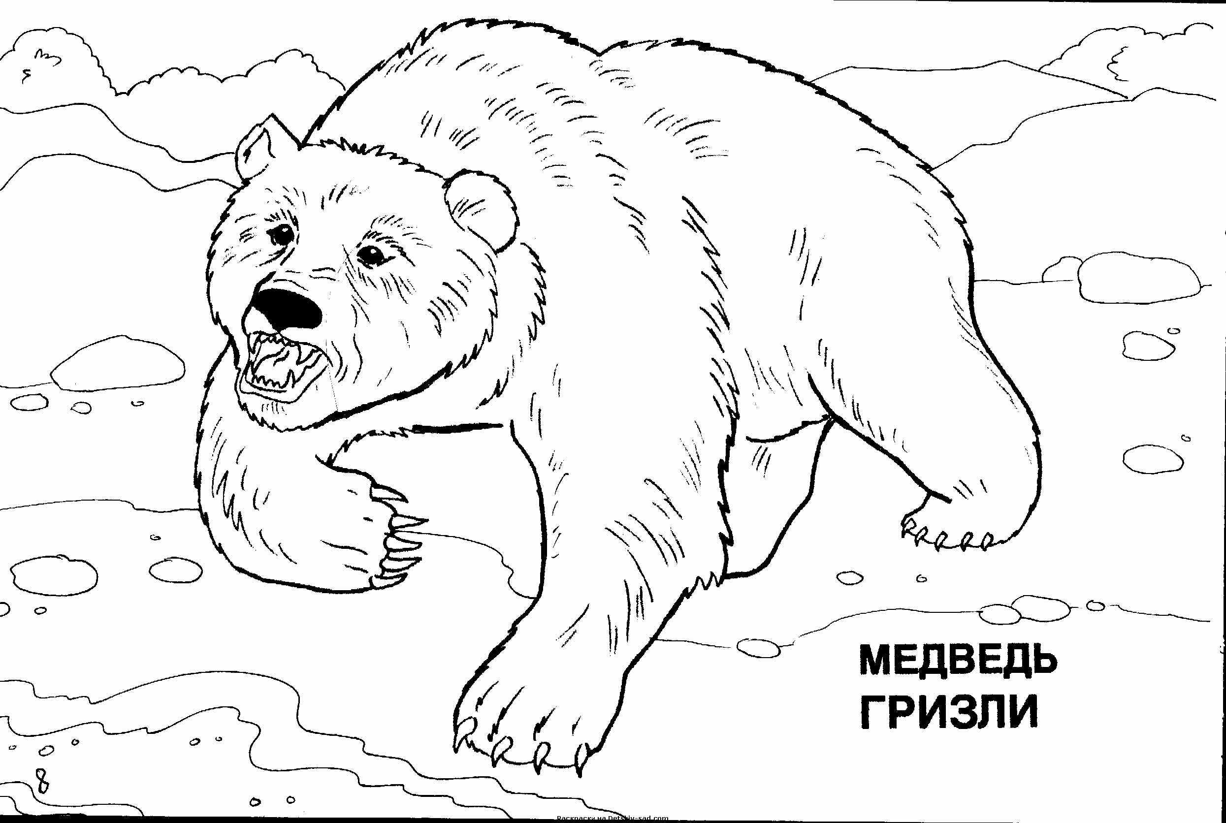 Раскраски детские окружающий мир. Раскраски для детей с медведем. Скачать бесплатные раскраски для детей. Раскраски детские окружающий мир. Раскраски для детей с медведем. Раскраски для детей скачать. Бесплатные детские раскраски с мишкой.