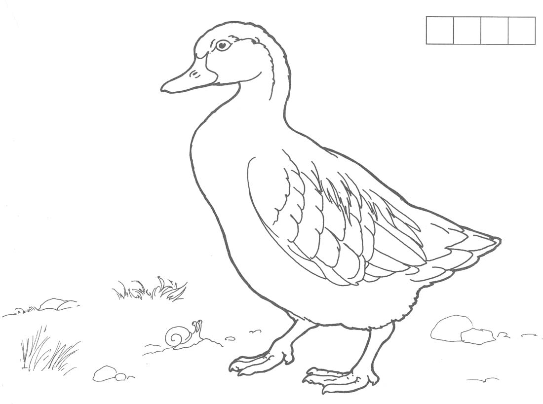  раскраски на тему утка для детей            раскраски с утками на тему окружающий мир для мальчиков и девочек.  раскраски с утками для детей               