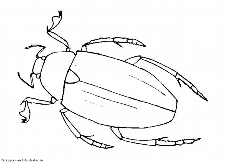 Жук плавунец рисовать