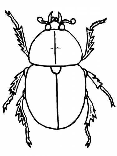  раскраски на тему жук для детей            раскраски с жуками на тему окружающий мир для мальчиков и девочек.  раскраски с жуками для детей                              
