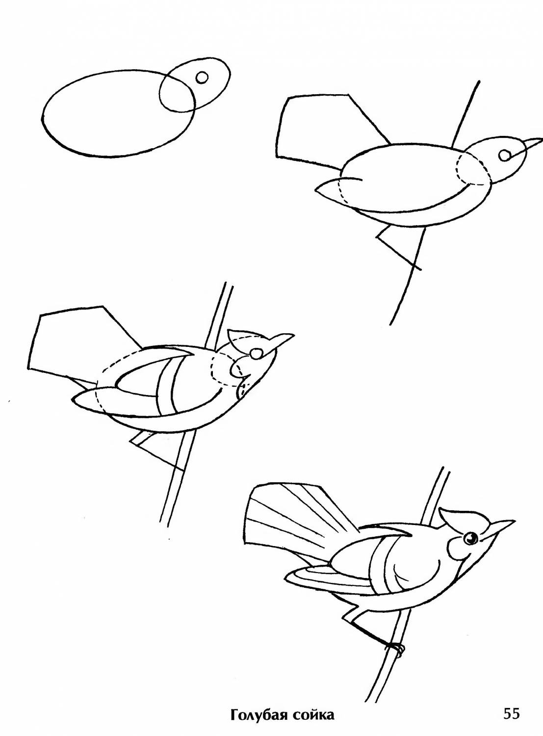  раскраски на тему рисуем птиц                раскраски на тему рисуем птиц для мальчиков и девочек. Познавательные раскраски с поэтапным рисованием птиц. Раскраски для детей     