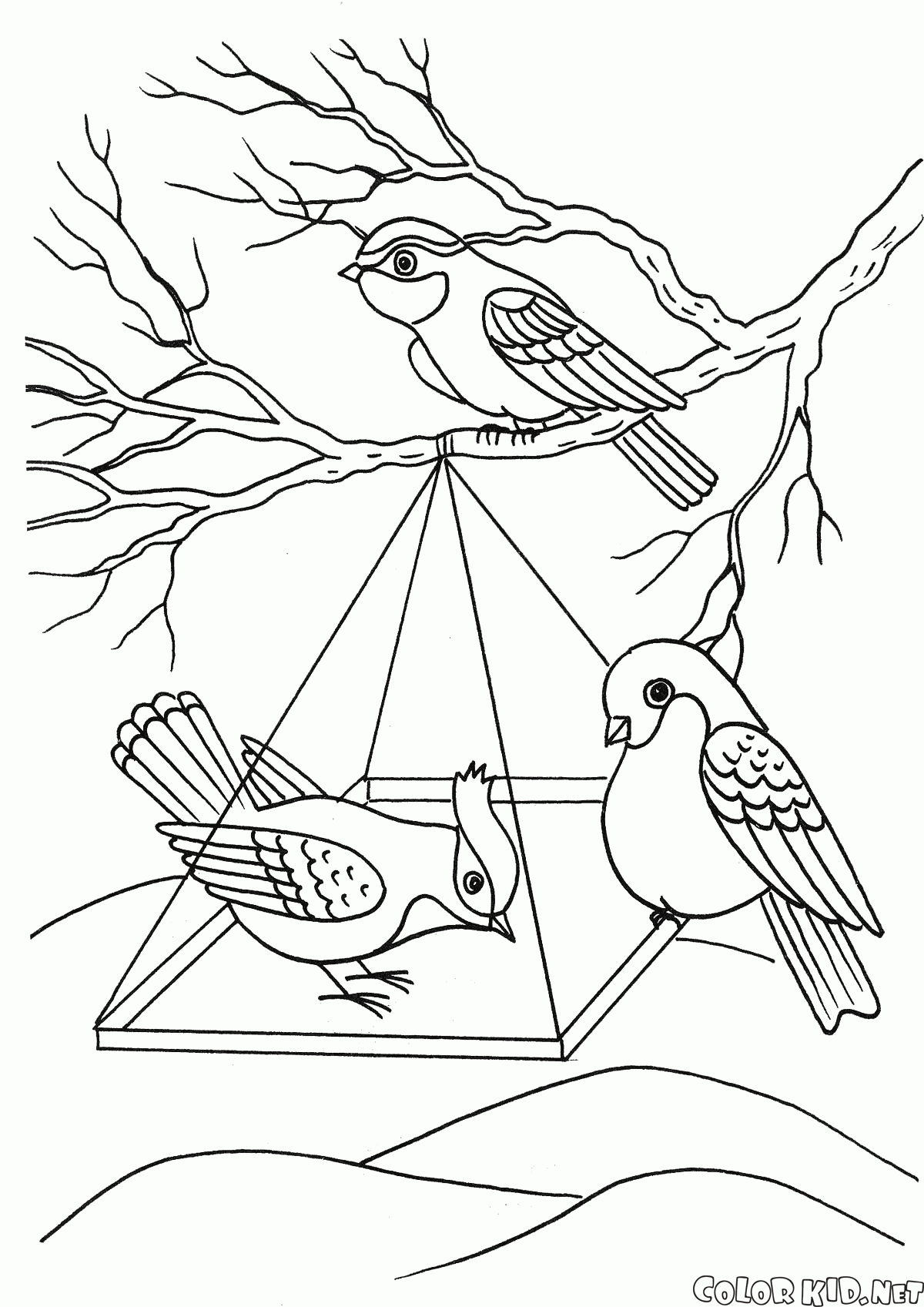  раскраски на тему рисуем птиц для мальчиков и девочек. Познавательные раскраски с поэтапным рисованием птиц. Раскраски для детей     