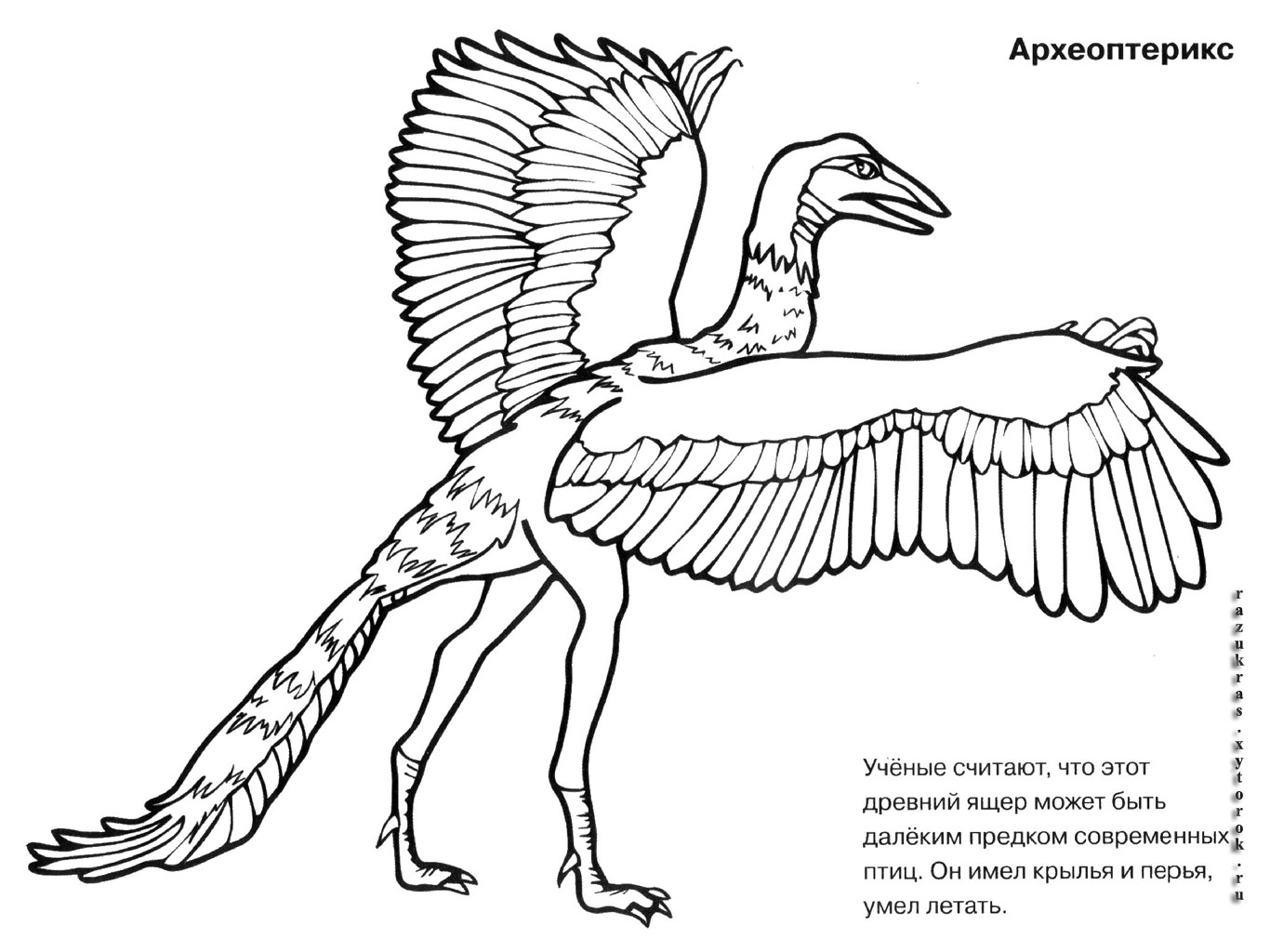 Раскраски динозавра археоптерикса Археоптерикс для детей. 