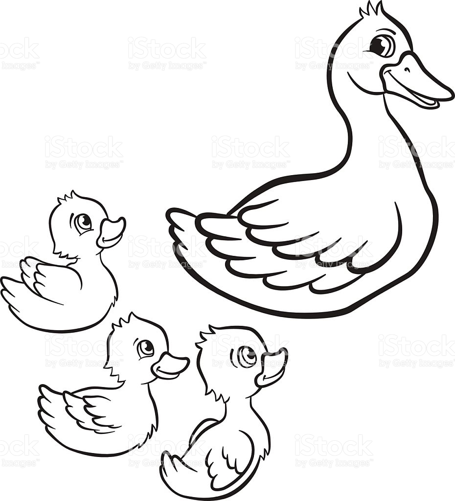  раскраски на тему утка для детей            раскраски с утками на тему окружающий мир для мальчиков и девочек.  раскраски с утками для детей               